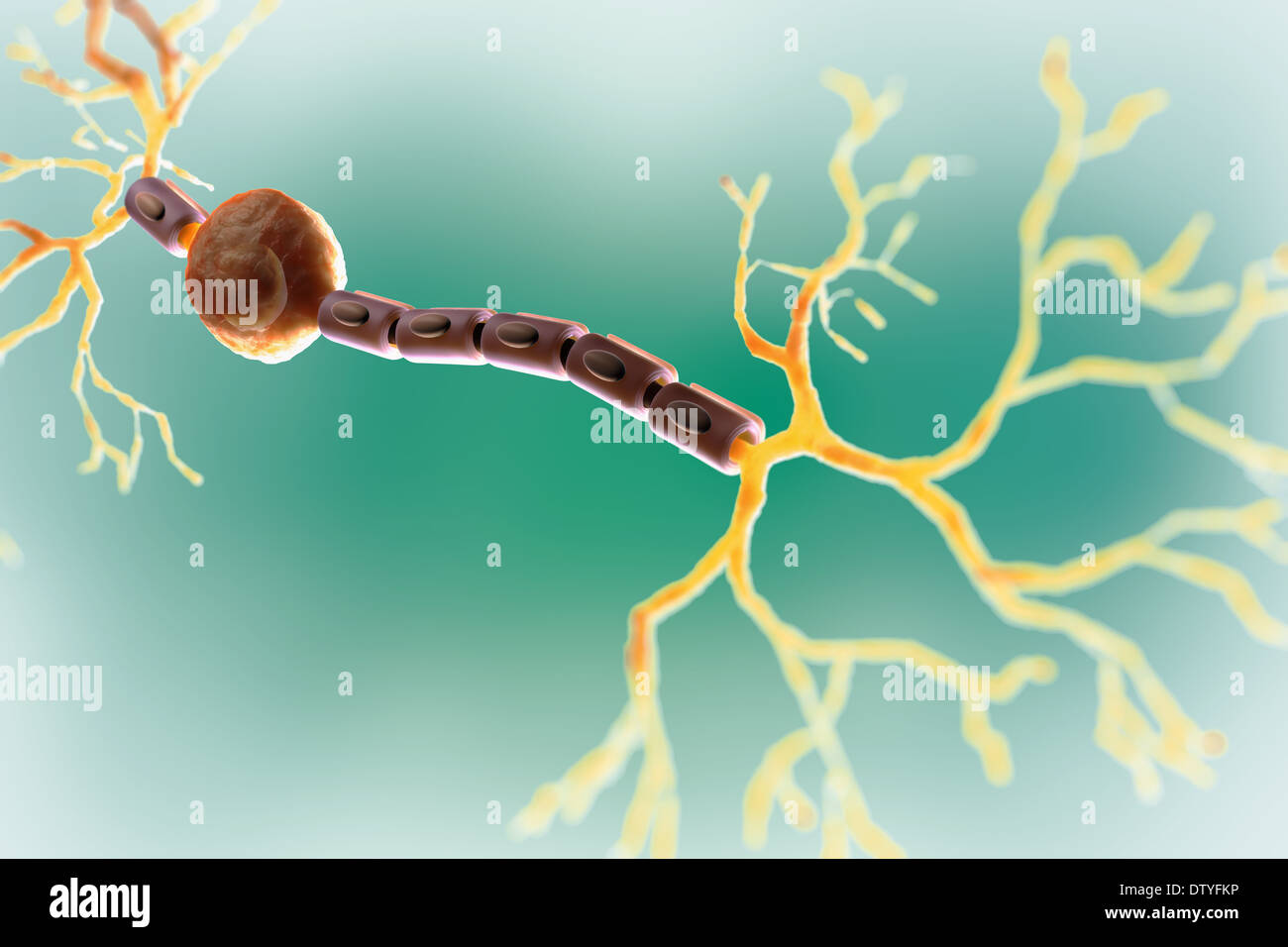 Bipolar Neuron Stock Photo