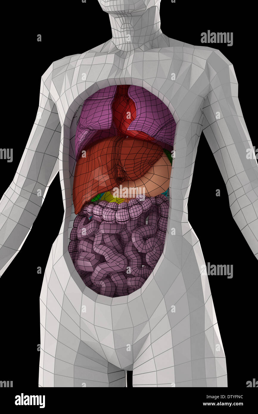 Human anatomy stock photo alamy