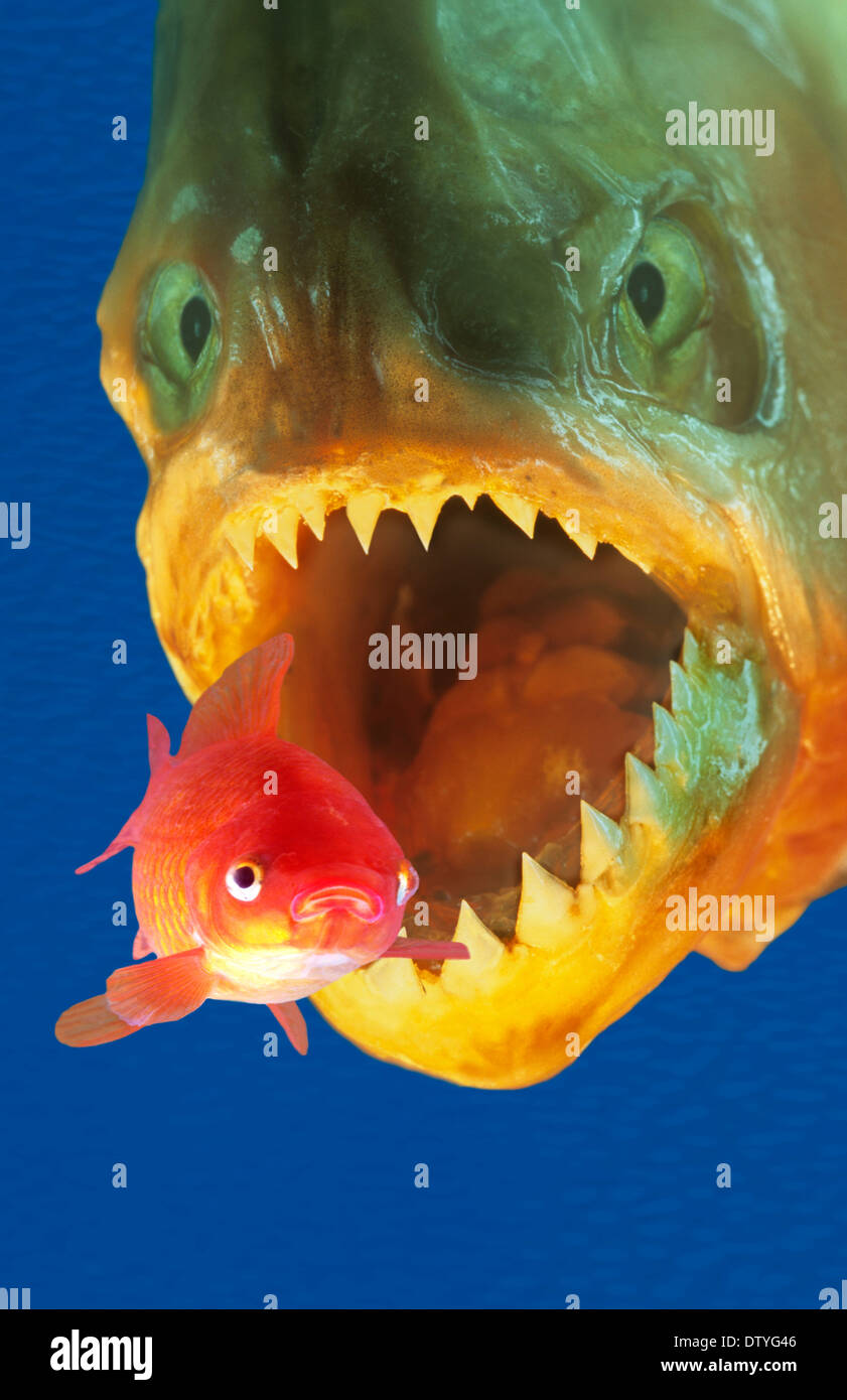 Big fish eating little fish hires stock photography and images Alamy