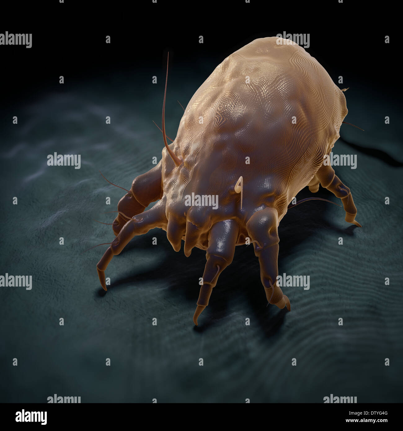House Dust Mite Stock Photo Alamy