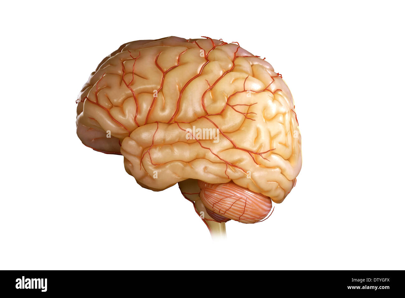 3d brain illustration cerebellum stem hi-res stock photography and ...