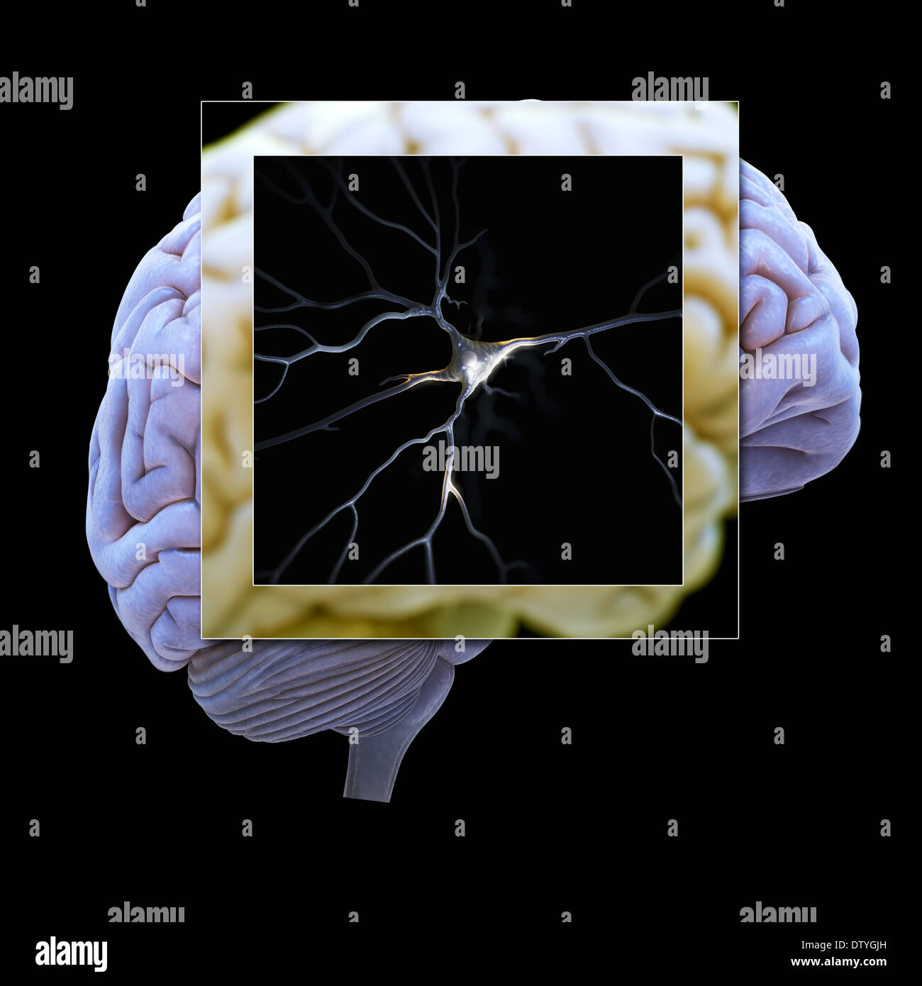 Pyramidal Neuron and Brain Stock Photo