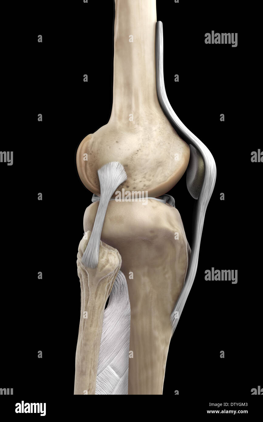 Right Knee Ligaments Stock Photo