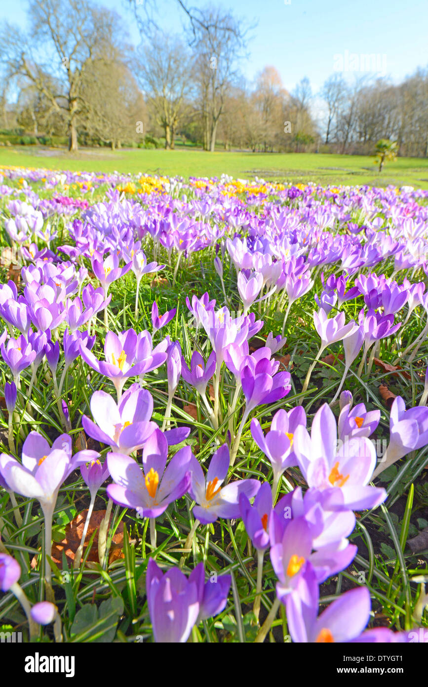 Crocuses indicating the start of Spring grow in Roundhay Park, Leeds