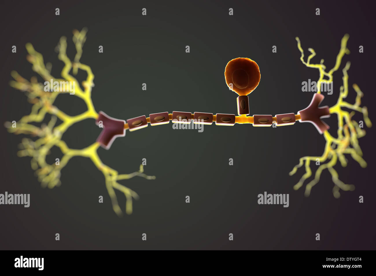 Umipolar Neuron Unipolar neuron hi-res stock photography and images - Alamy