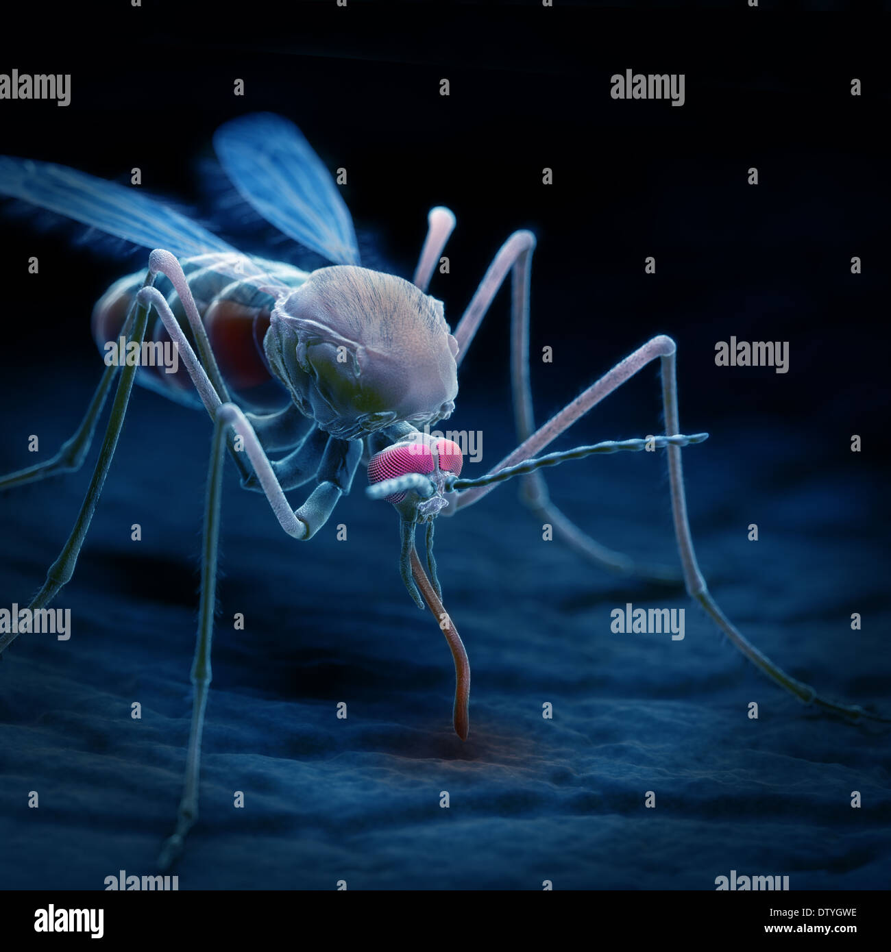 Anopheles Mosquito Stock Photo