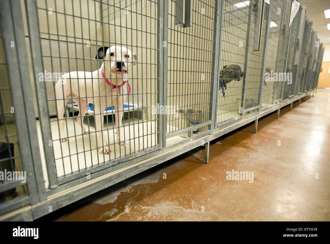 Pitbulls in the cage at Animal shelter in Philadelphia, Pa Stock Photo -  Alamy