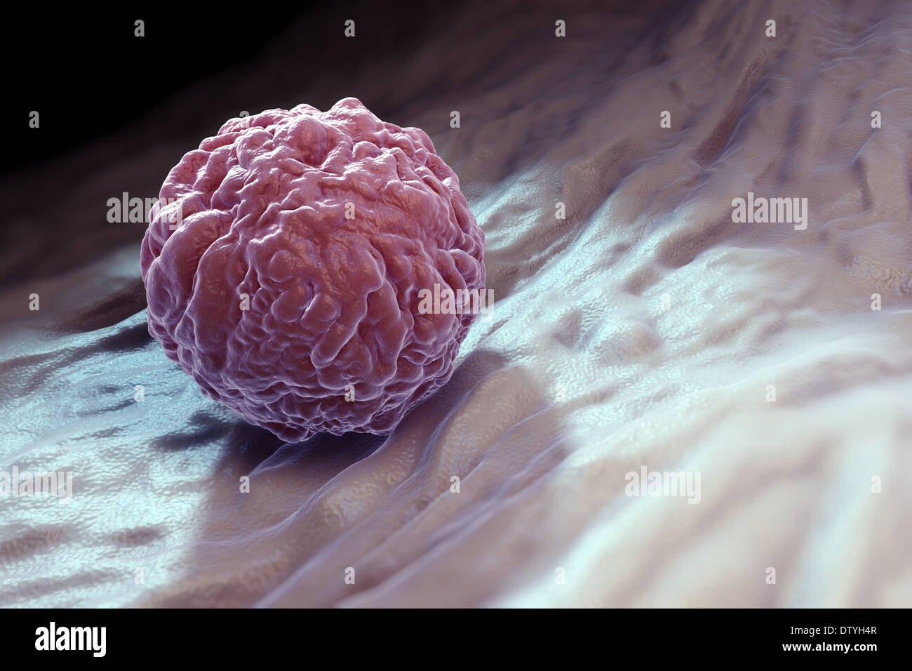 Embryonic Stem Cell Stock Photo