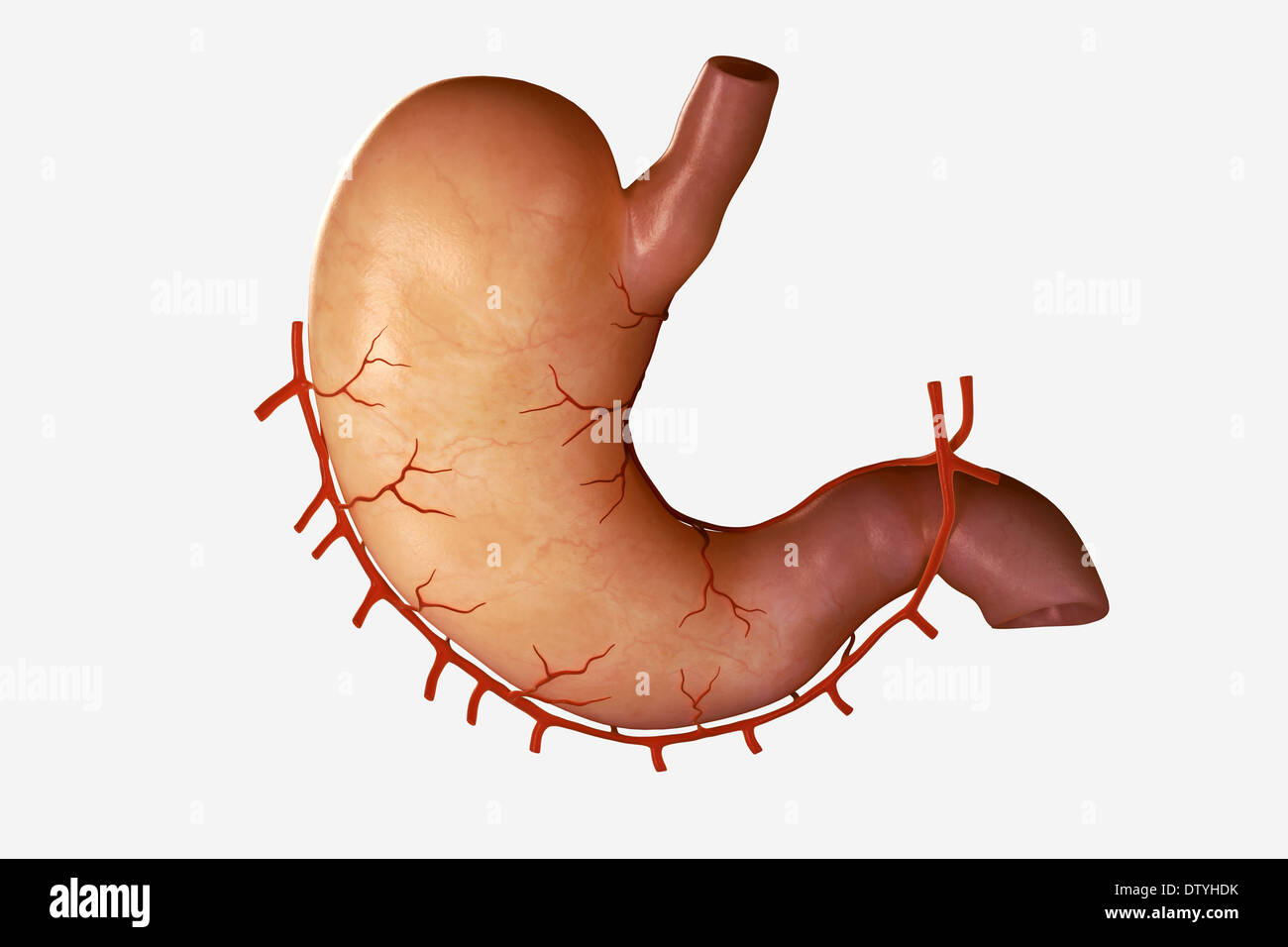 Human Stomach Stock Photo