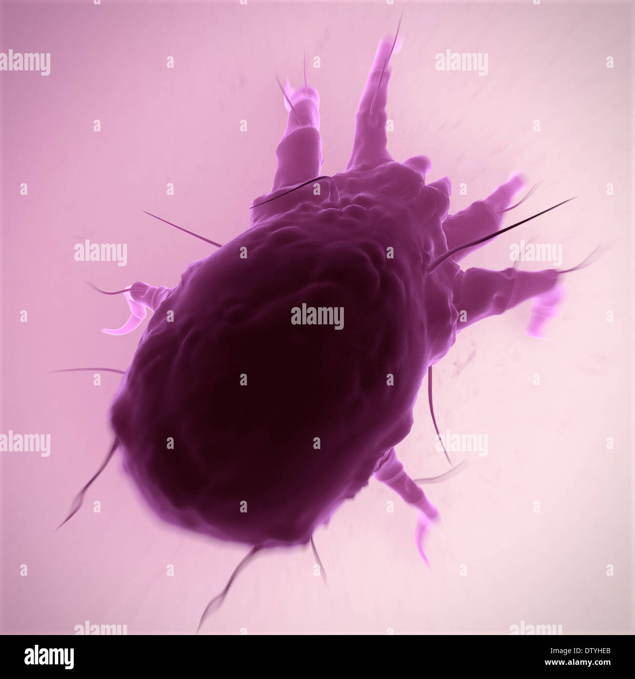 House Dust Mite Stock Photo Alamy