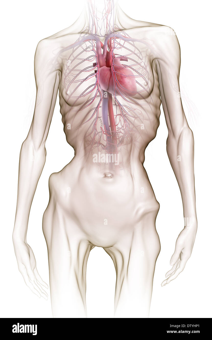 Human body with veins and organs front hi-res stock photography and images  - Alamy, image size:866x1390