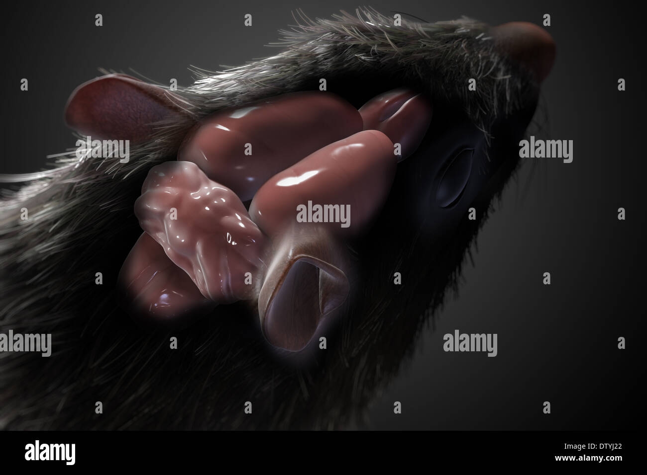 Rat Brain Anatomy Stock Photo