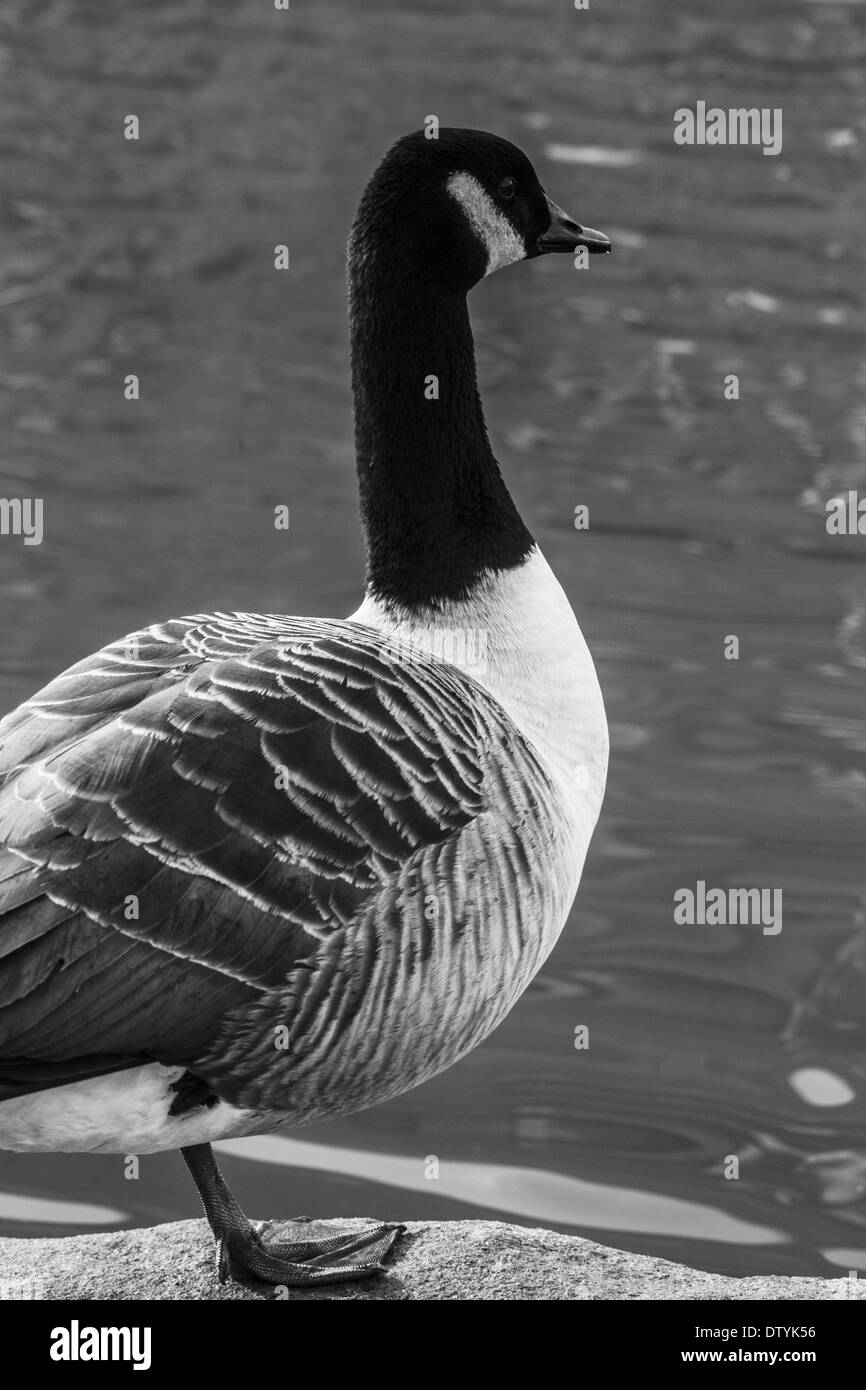 A goose stood on one leg looking out towards the lake Stock Photo