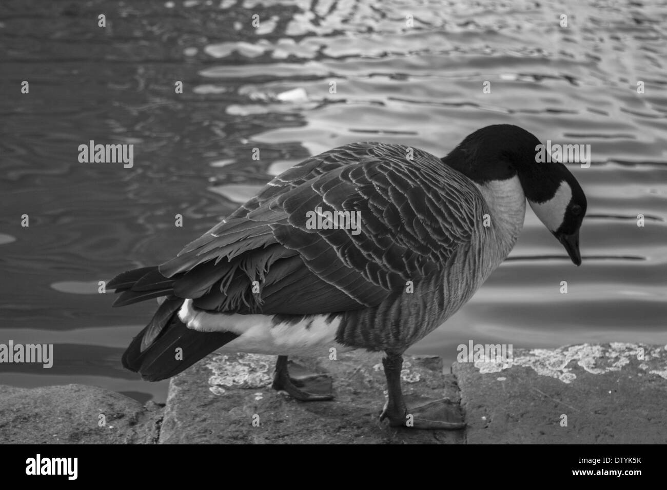 Black and white goose looking for its dinner Stock Photo