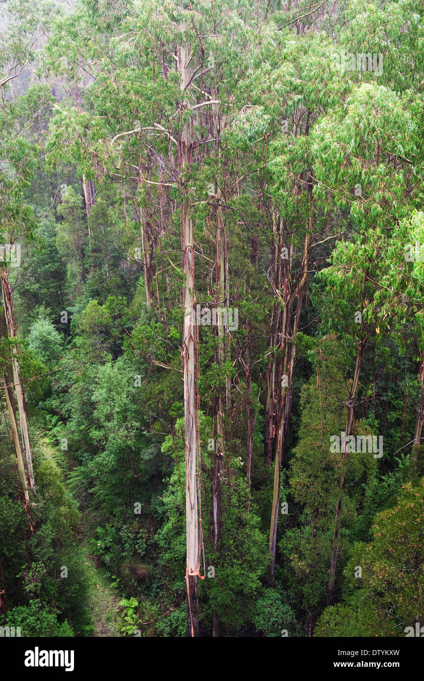famous australian Rainforest Stock Photo