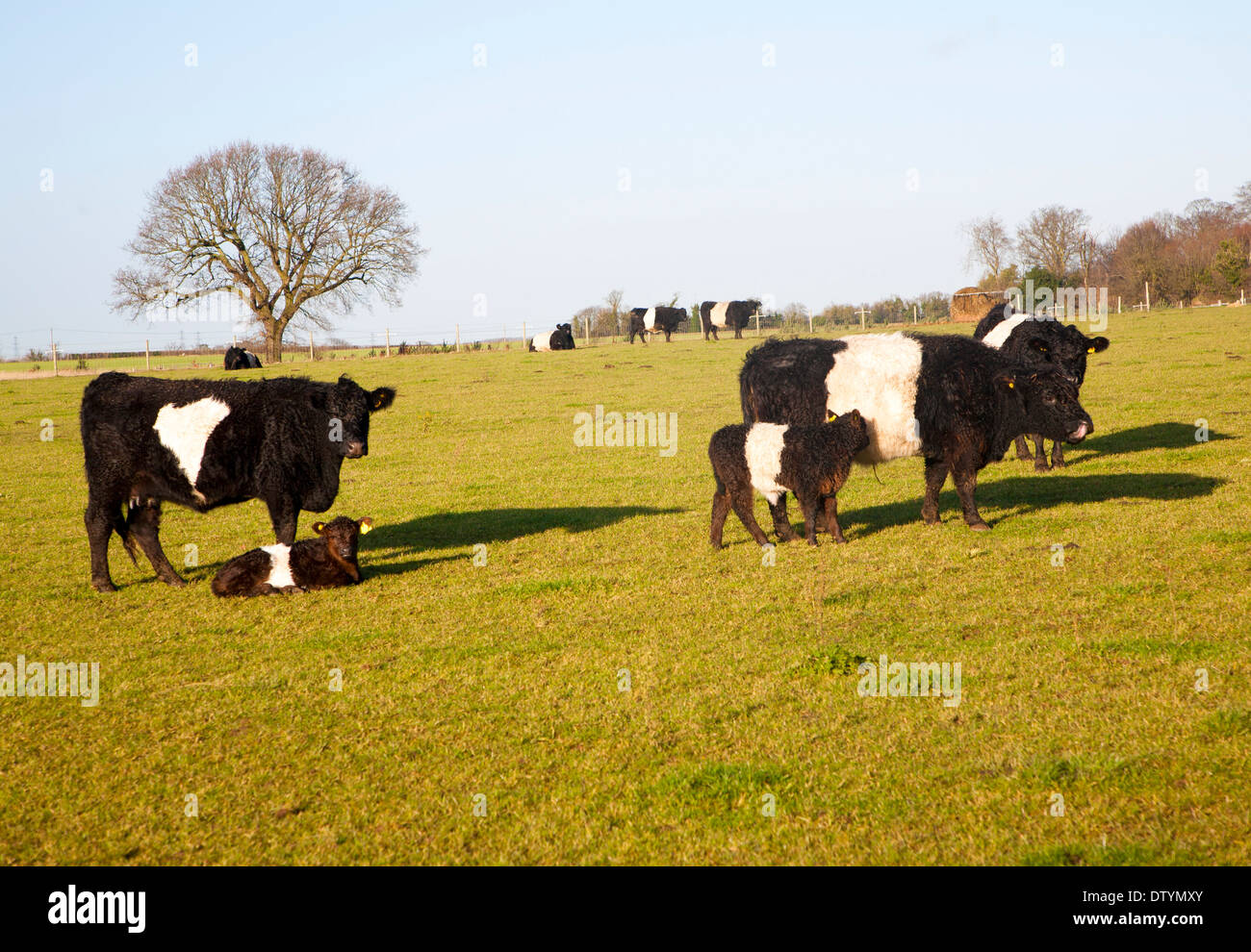 Rare breed Belted Galloway beef cattle herd at Lux farm, Kesgrave