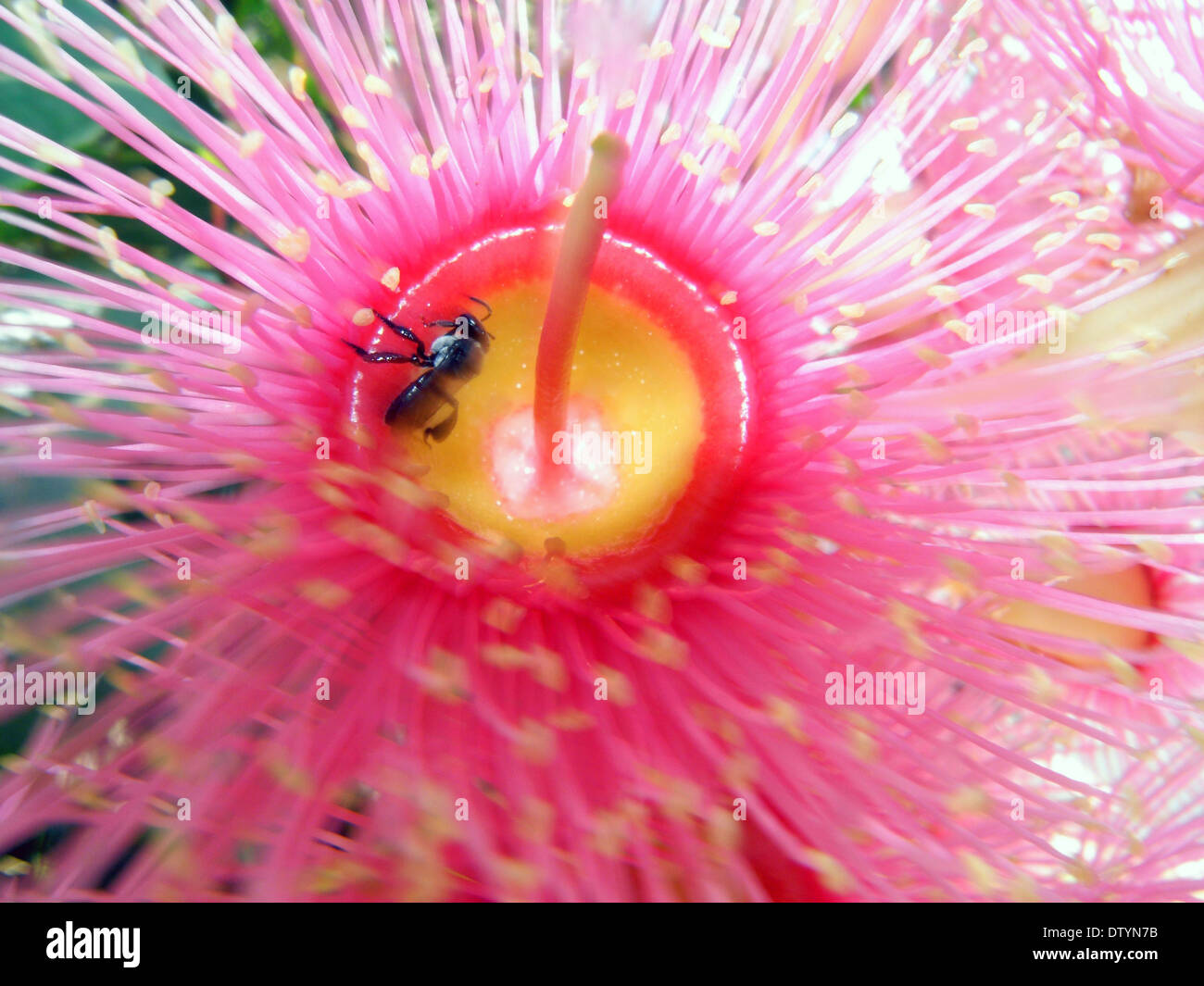 Australian native bee pollinating pink flowering gum (Corymbia ficifolia), Queensland, Australia  Stock Photo