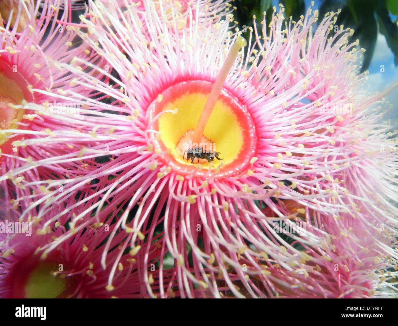 Australian native bee pollinating pink flowering gum (Corymbia ficifolia), Queensland, Australia  Stock Photo
