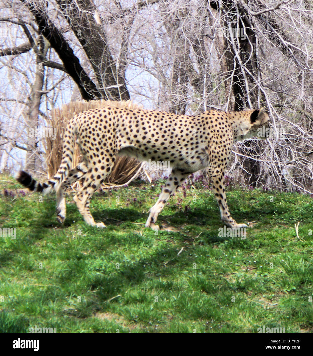 Pair of cheetahs hires stock photography and images Alamy