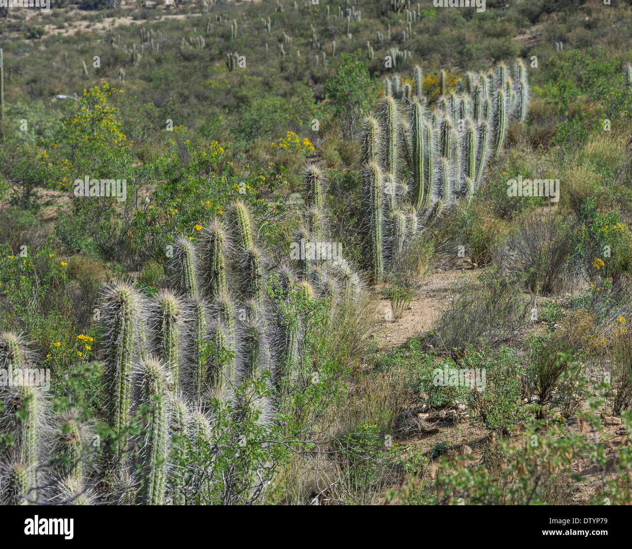 Copao Cactus (Eulychnia acida Phil.), Las Chinchillas National Reserve, Reserva Nacional Las Chinchillas, Illapel Stock Photo
