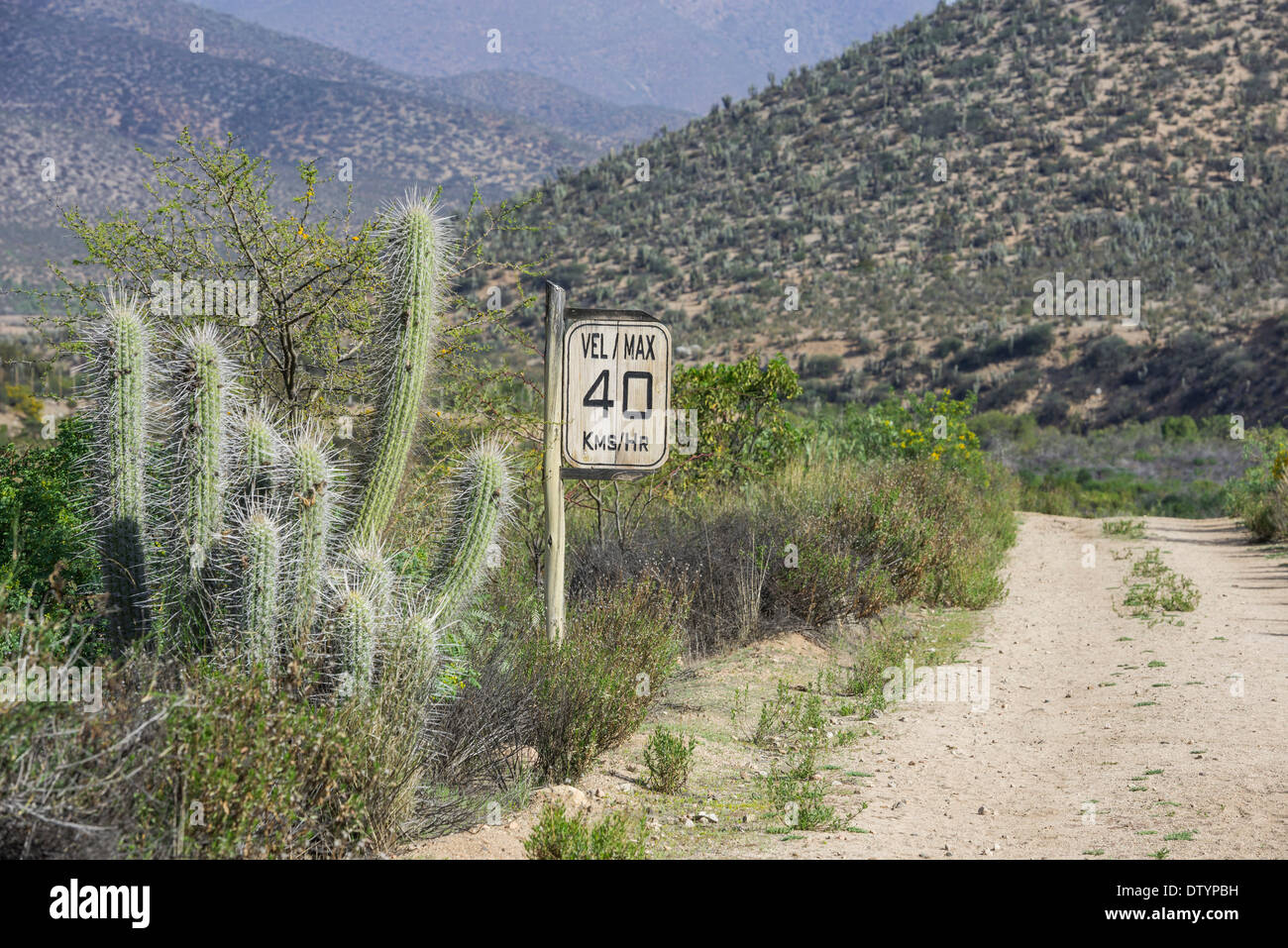 Wooden sign, max 40 kmh, and a Copao Cactus (Eulychnia acida Phil.), Las Chinchillas National Reserve Stock Photo