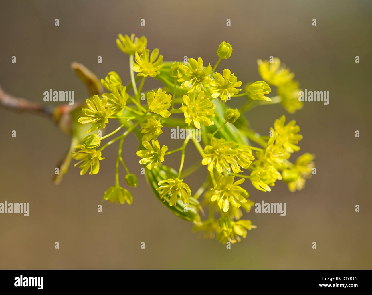 Norway Maple (Acer platanoides), flowering, Thuringia, Germany Stock Photo