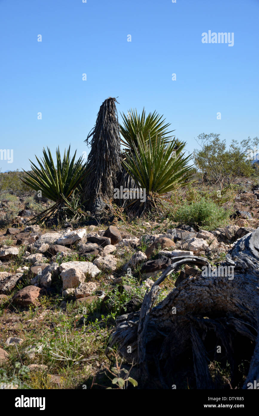Rocks and scrub land in the foothills around 'the Witch's Teat' rock