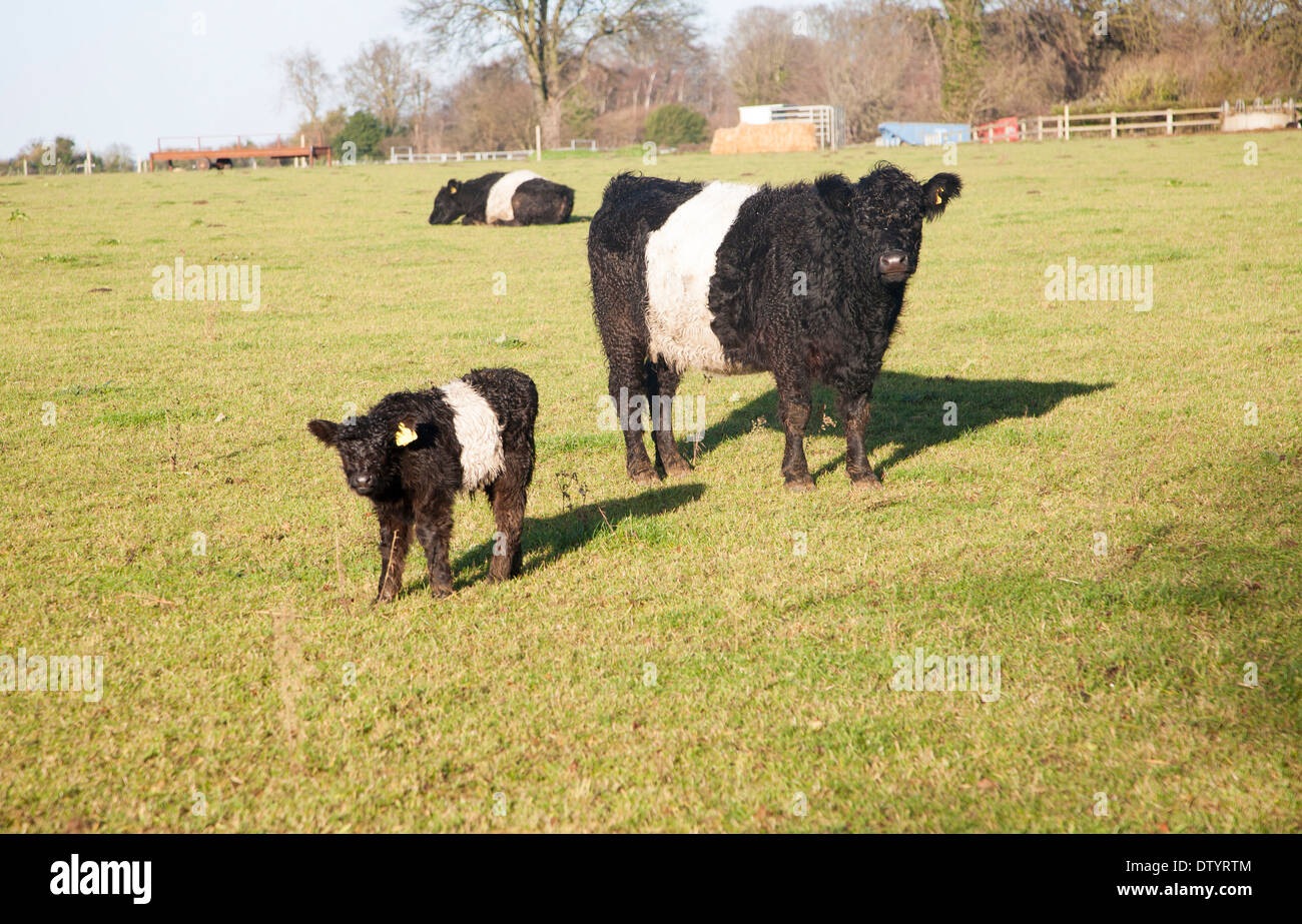 New breed of cattle hi-res stock photography and images - Alamy