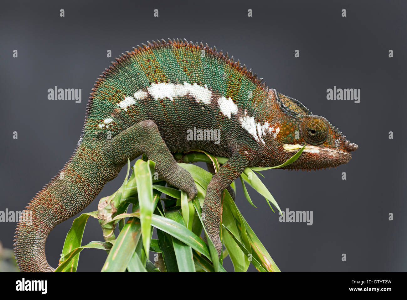 Panther Chameleon (Furcifer pardalis), butterfly house, Forgaria nel Friuli, Udine province, Italy Stock Photo