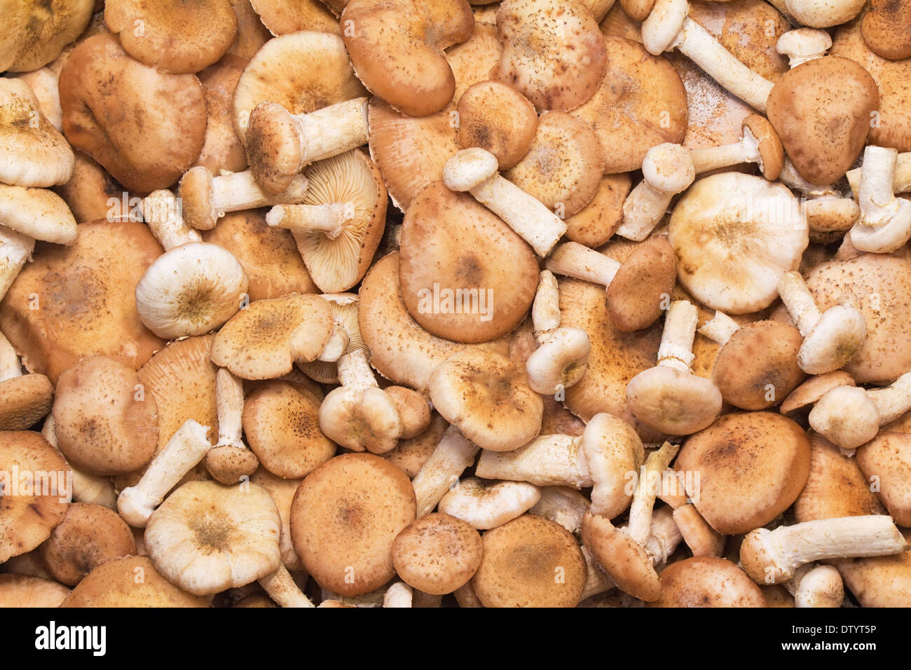 Different in size and shape, strong and benign mushrooms estimate. Stock Photo