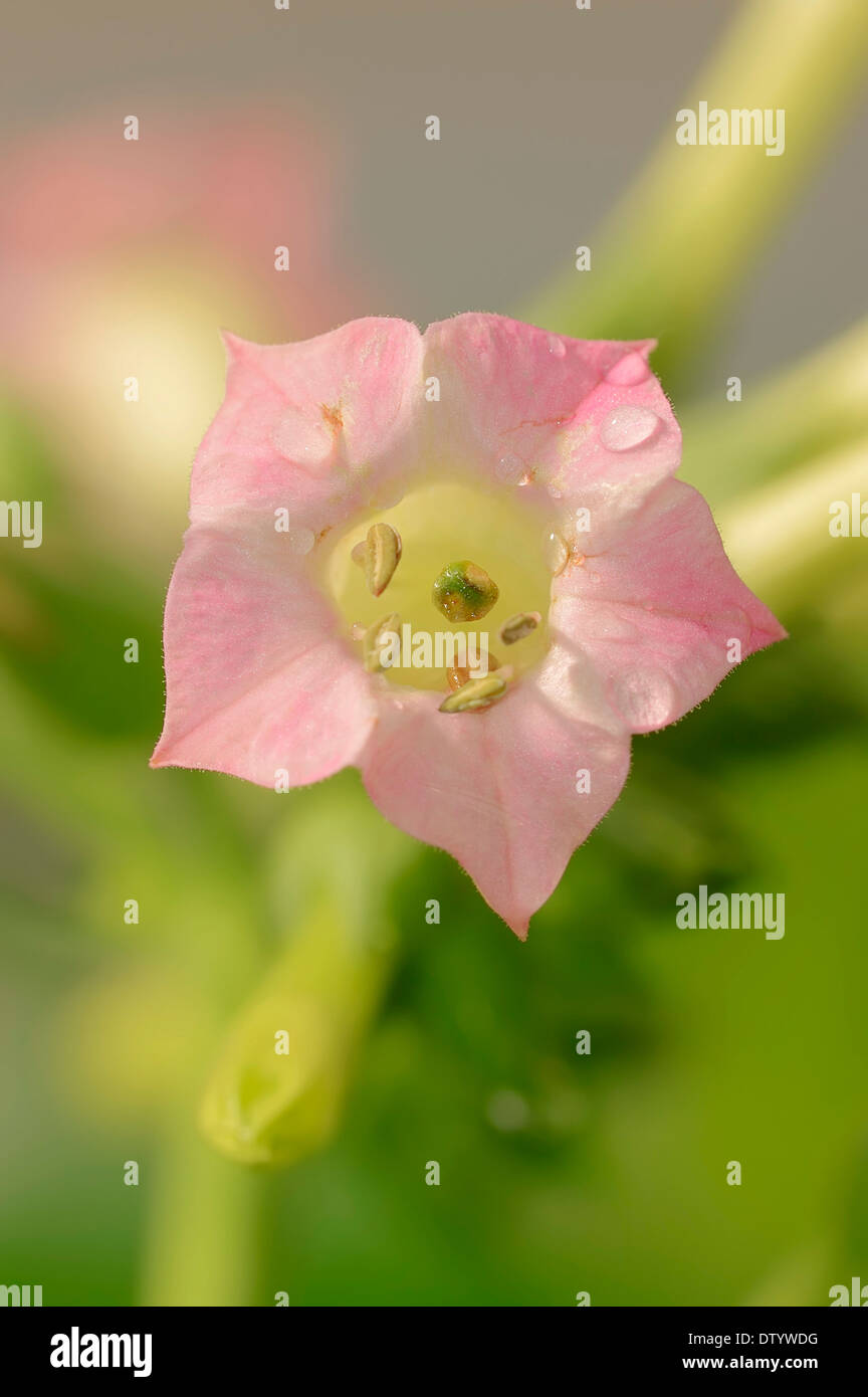 Cultivated Tobacco (Nicotiana tabacum), flower, native to Central