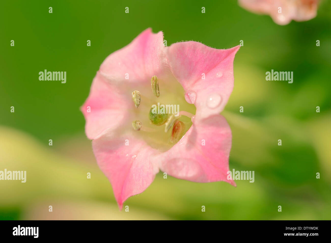 Cultivated Tobacco (Nicotiana tabacum), flower, native to Central