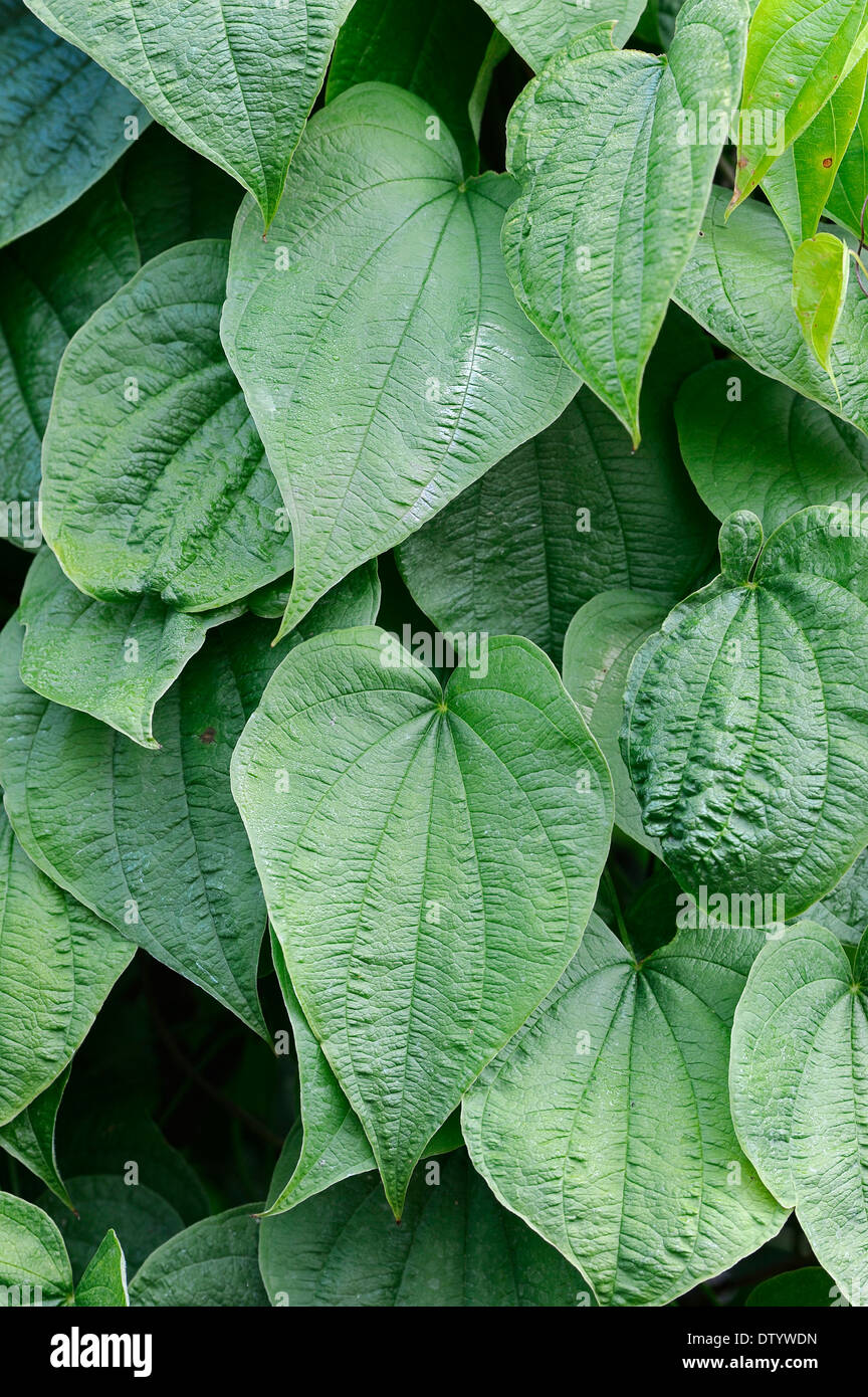 Dioscorea yam hires stock photography and images Alamy