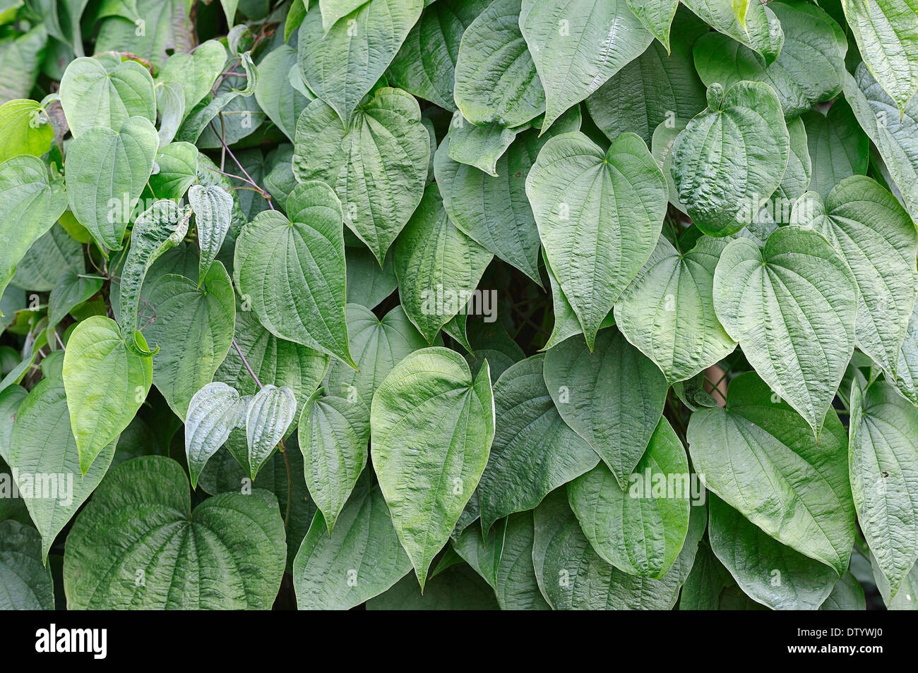 Wild yam leaves hires stock photography and images Alamy