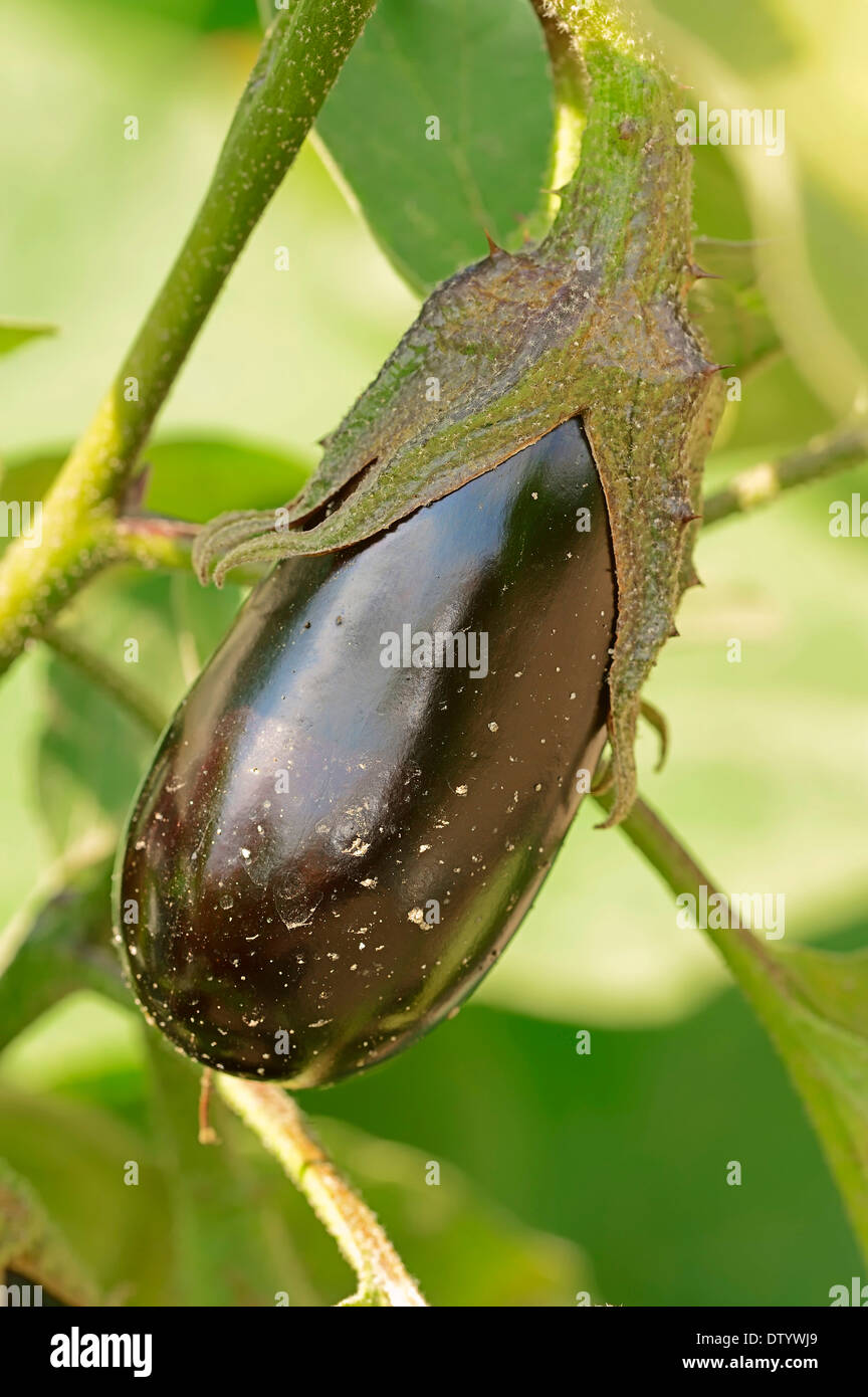 Aubergine or Eggplant (Solanum melongena), fruit Stock Photo Alamy