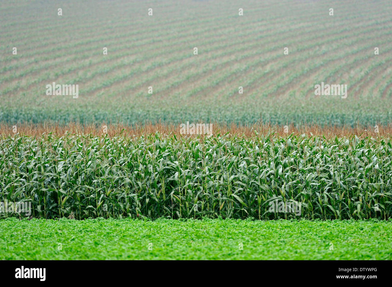 Maize field, Maize or Corn (Zea mays), North Rhine-Westphalia, Germany Stock Photo