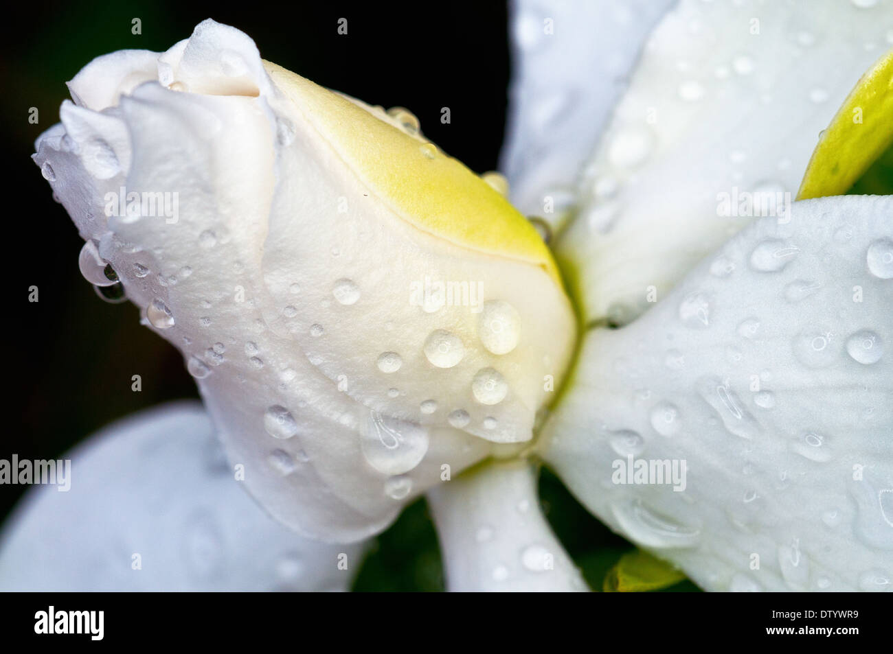 Flower of Joy Stock Photo Alamy