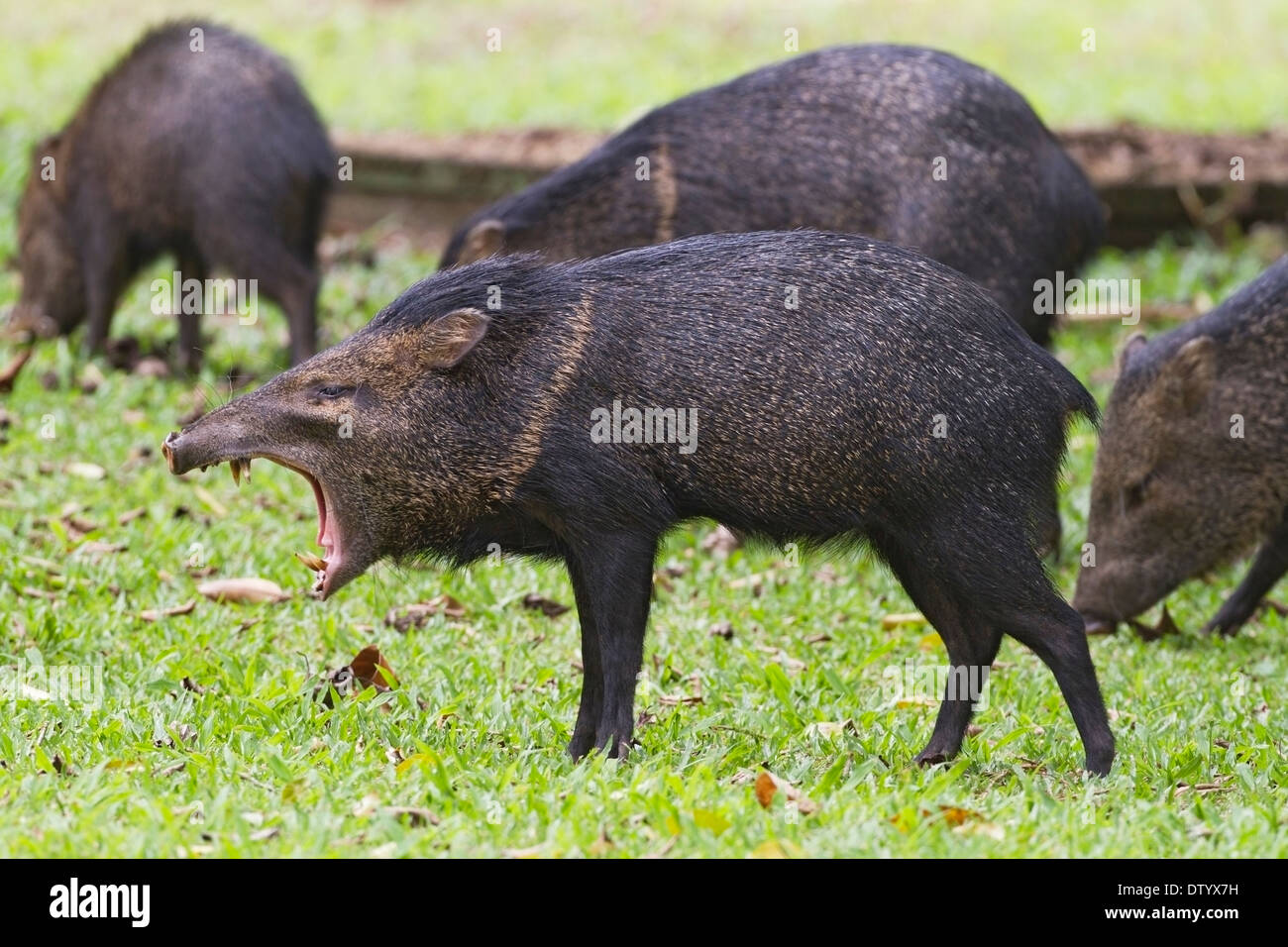 collared peccary (Pecari tajacu) adult in a group, with mouth open exposing teeth in Costa Rica Central America. Stock Photo