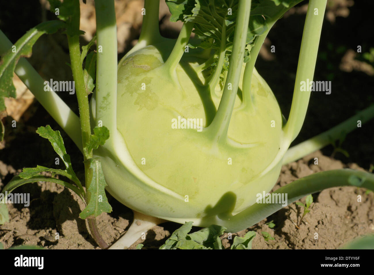 German turnips hires stock photography and images Alamy