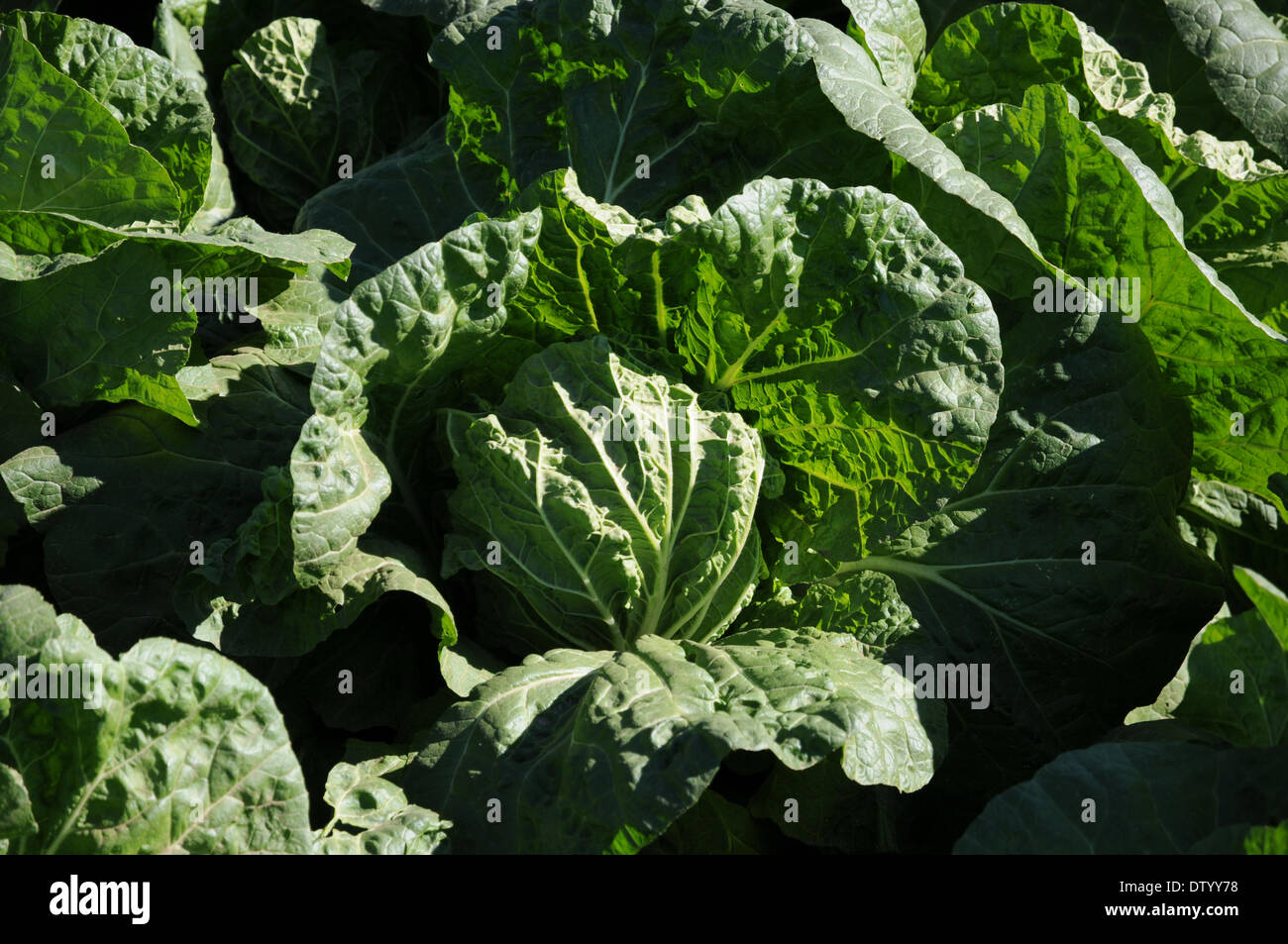 Pekinese Cabbage Stock Photo