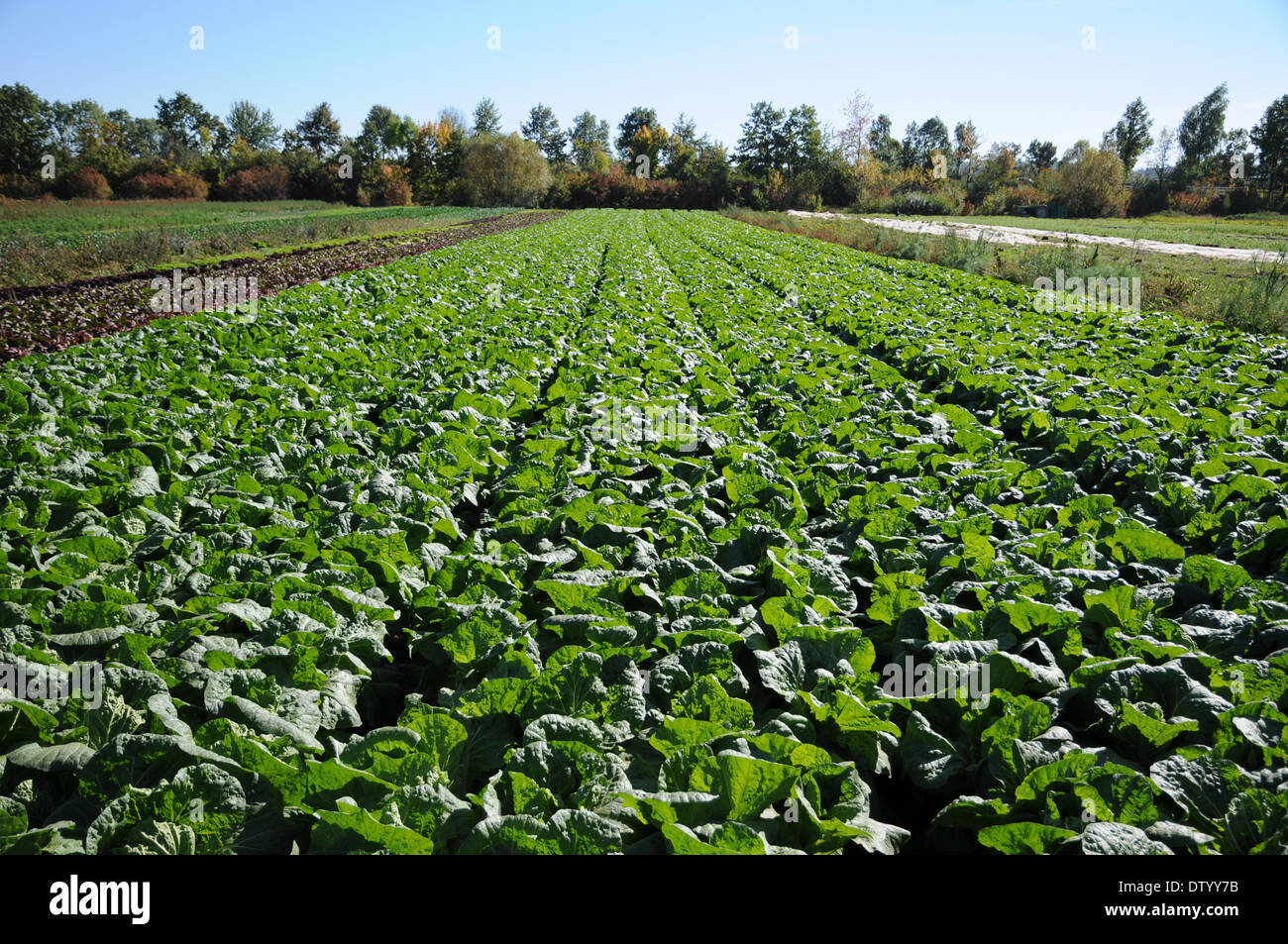 Pekinese Cabbage Stock Photo