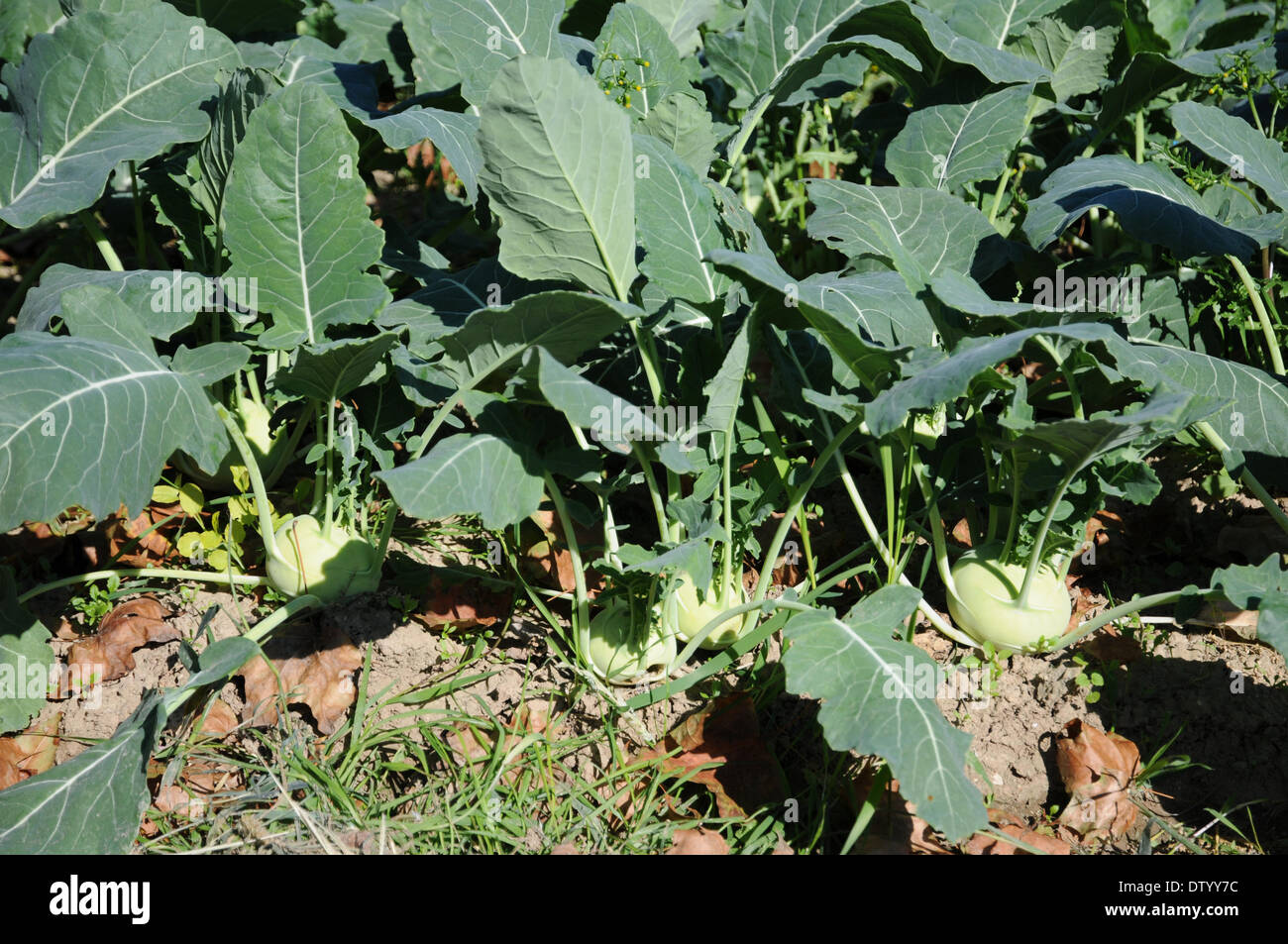 German turnips hires stock photography and images Alamy