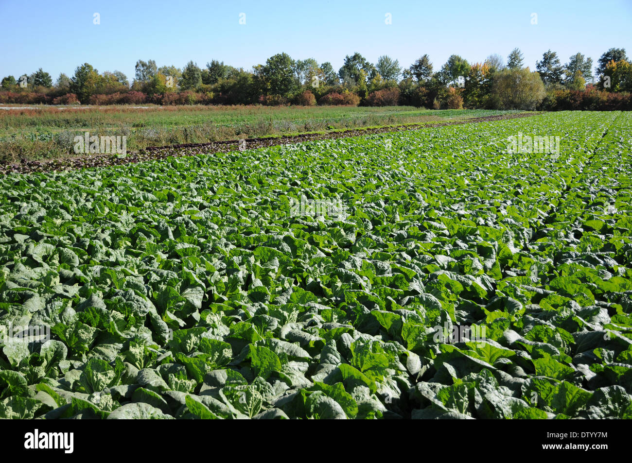 Pekinese Cabbage Stock Photo