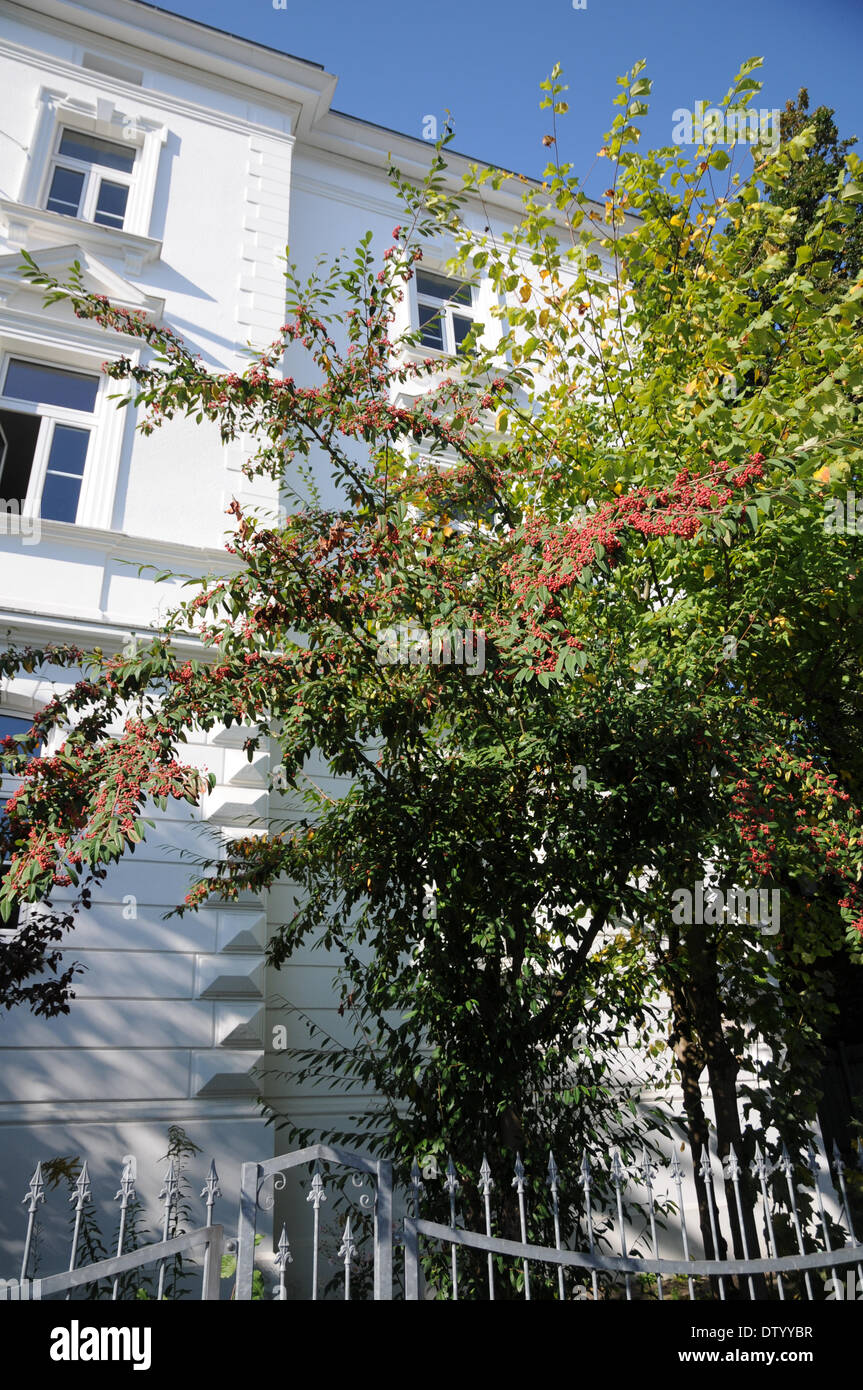 Willowleaved Cotoneaster Stock Photo