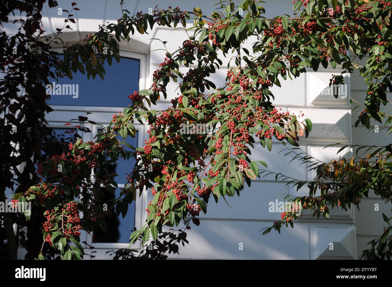 Willowleaved Cotoneaster Stock Photo