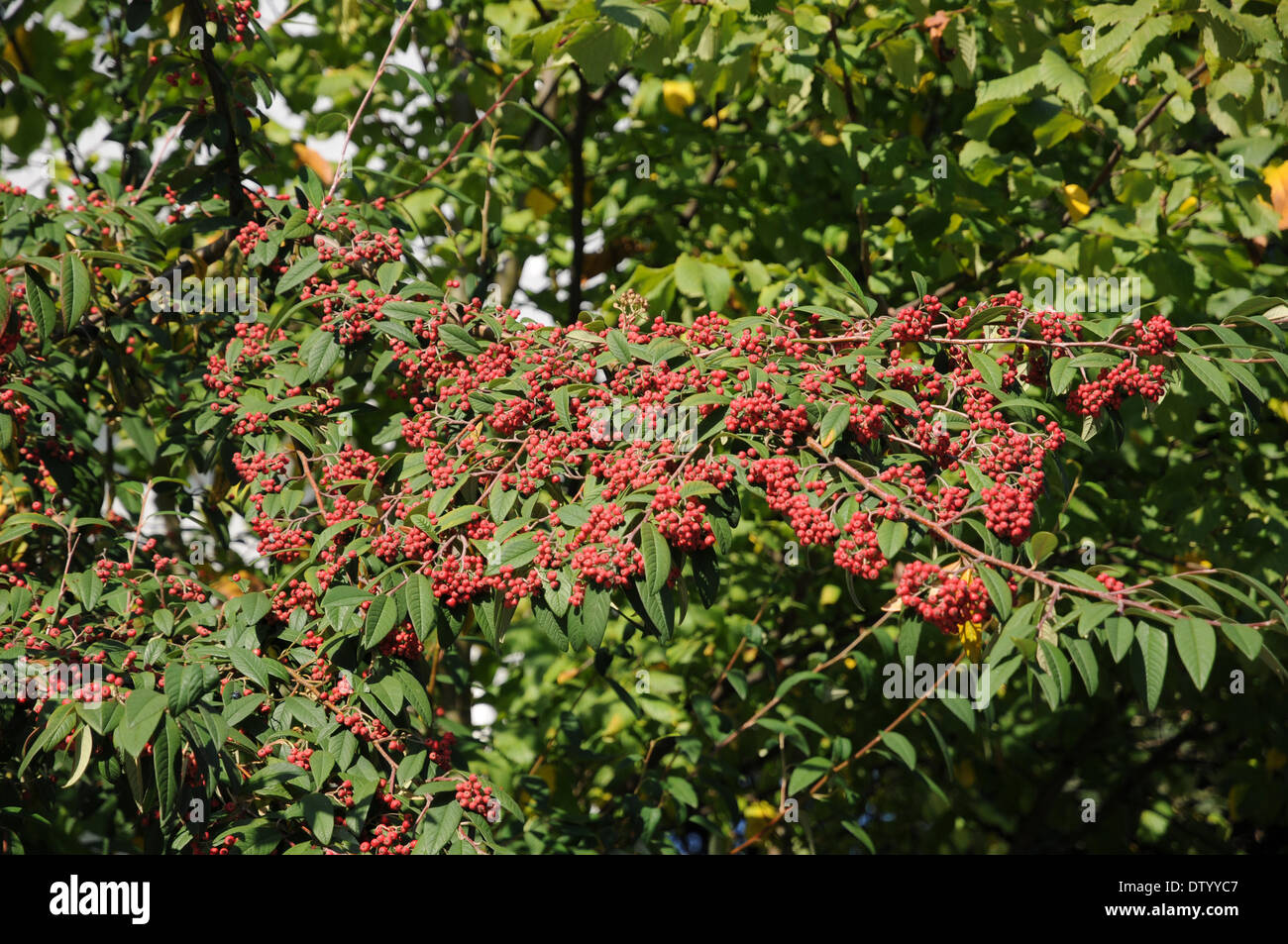 Willowleaved Cotoneaster Stock Photo