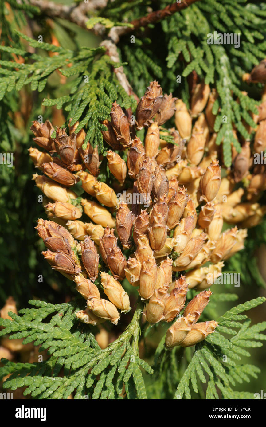 White cedar cones Stock Photo