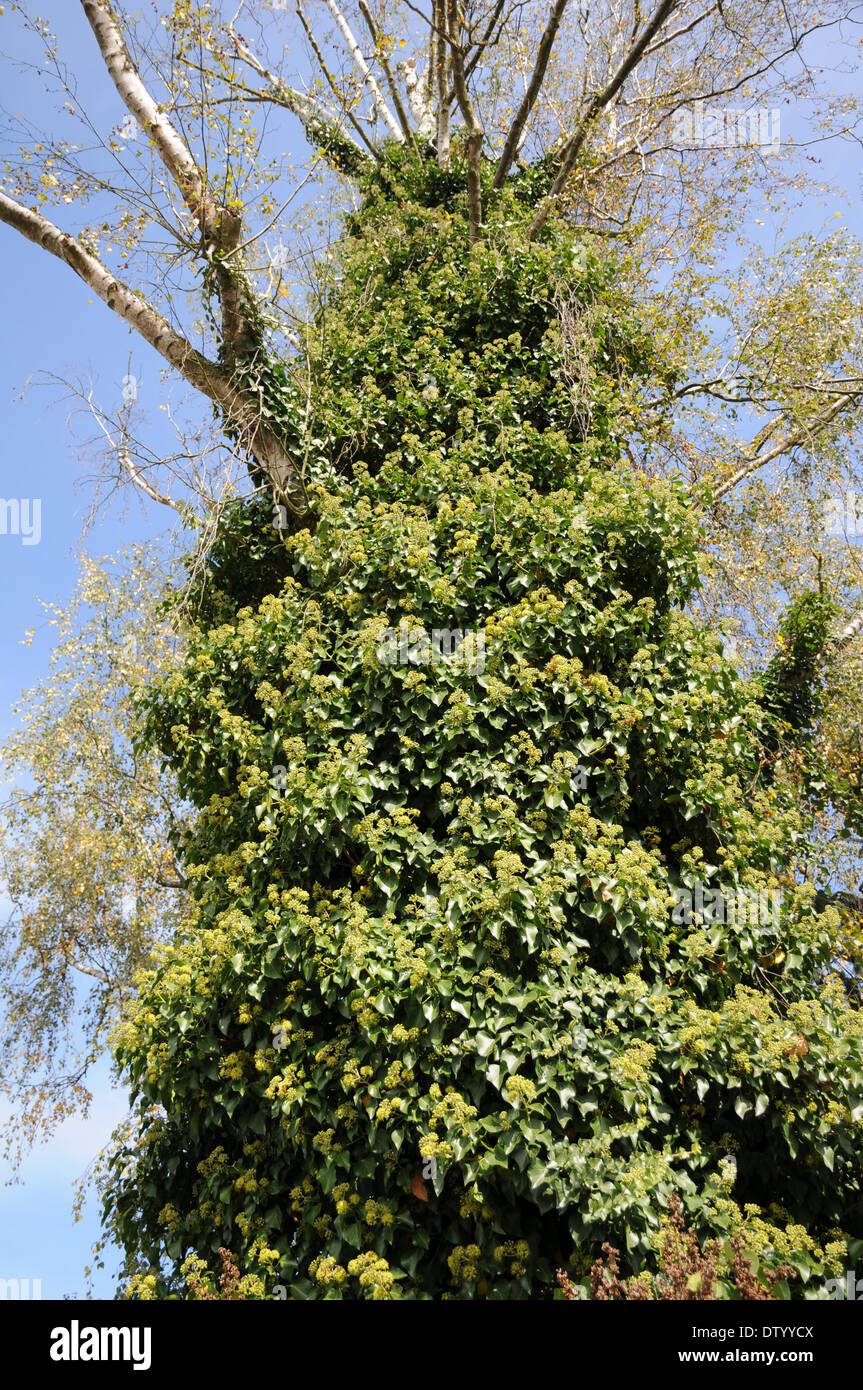 Flowering Ivy Stock Photo Alamy