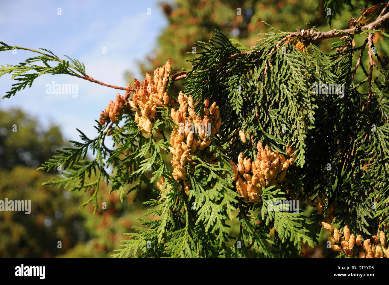 White cedar cones Stock Photo