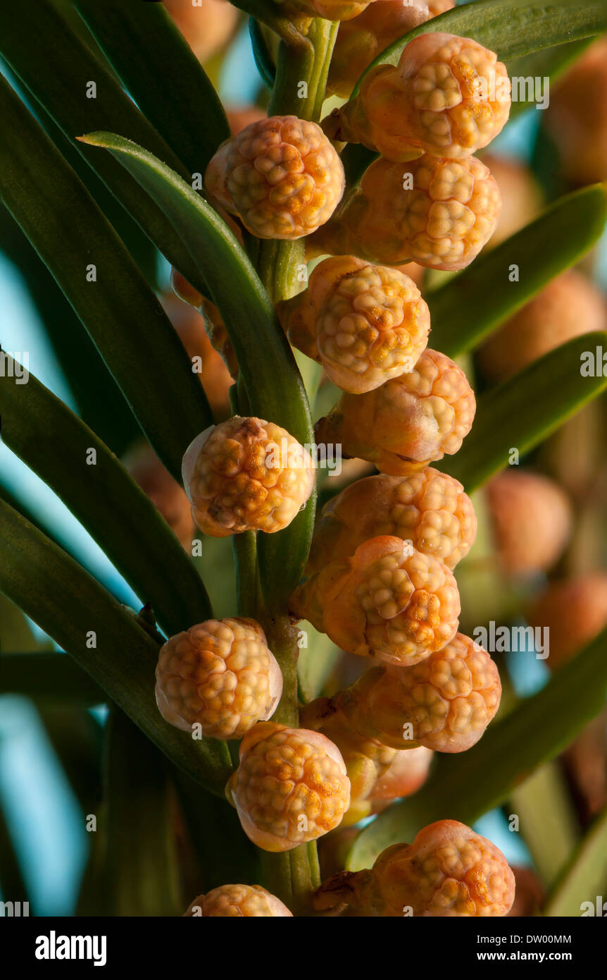 English Yew or Common Yew (Taxus baccata), male flowers, Hesse, Germany Stock Photo